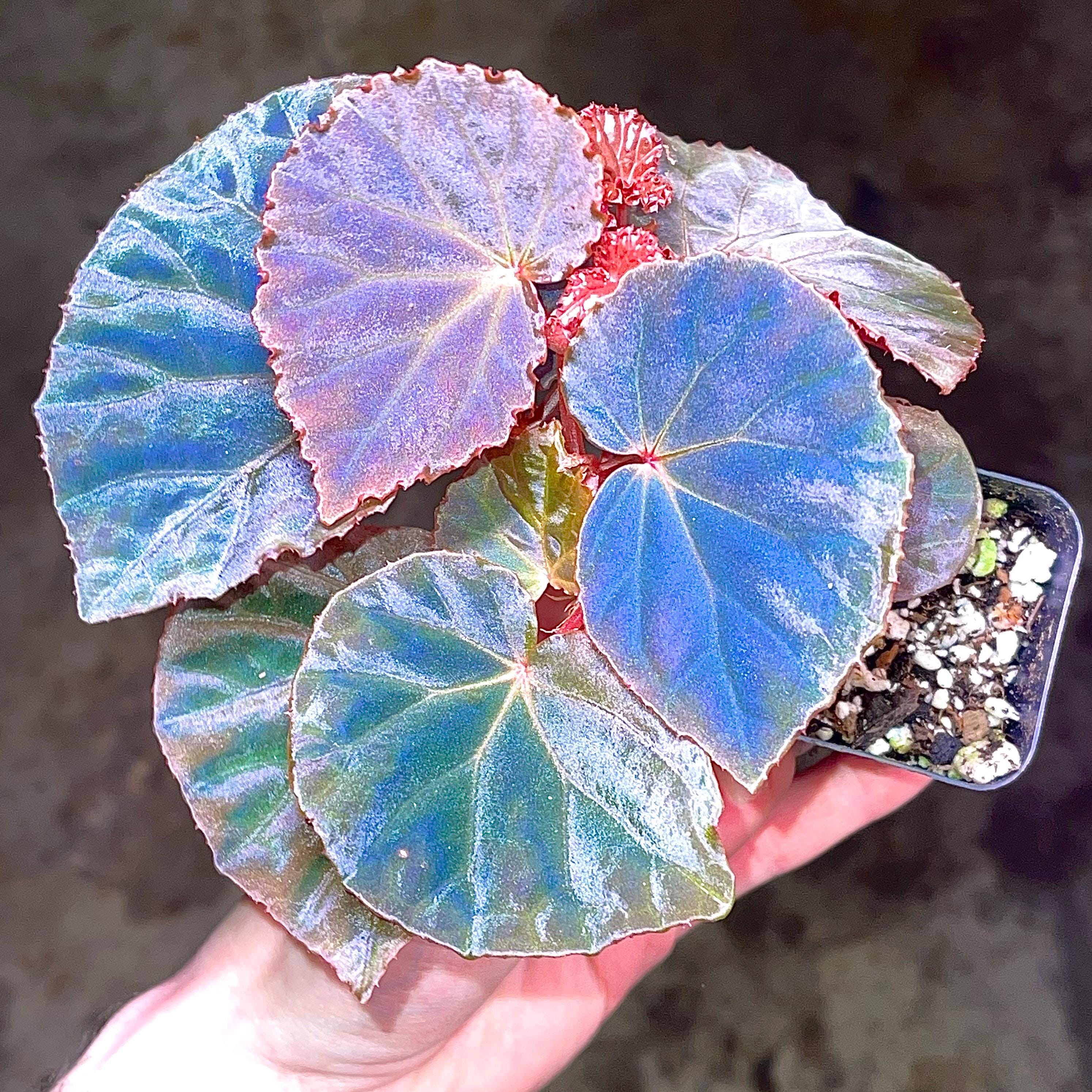 All