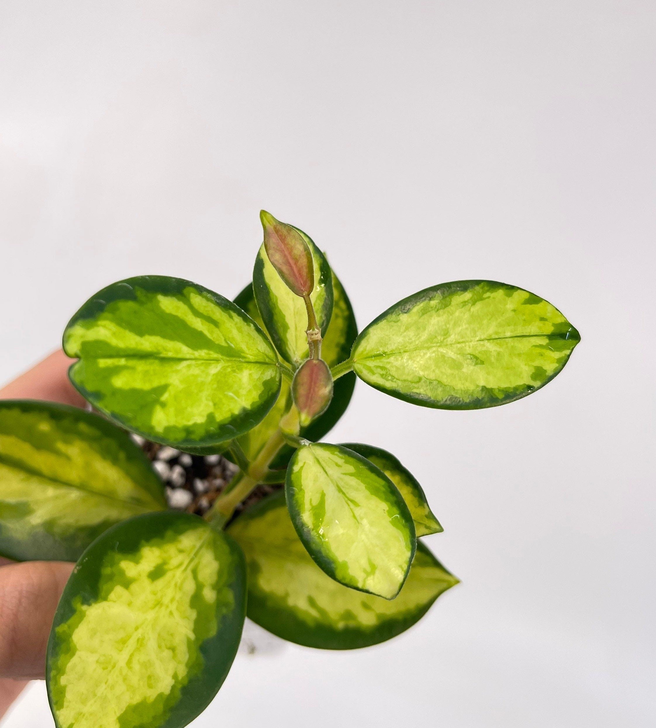 Hoya