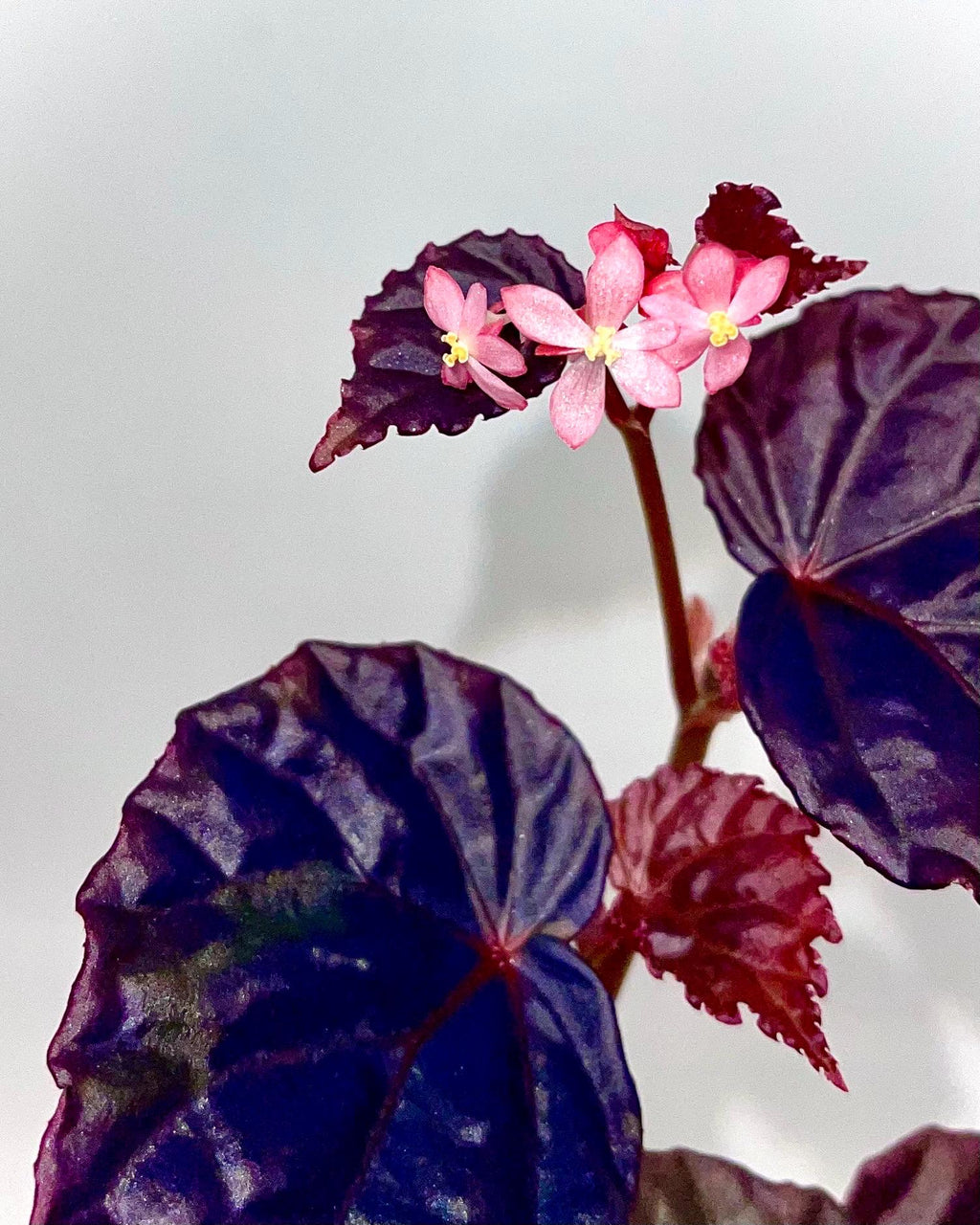 Begonia Botanicaz 101 V.2