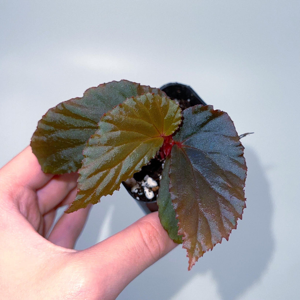 Begonia Botanicaz 109 V.1
