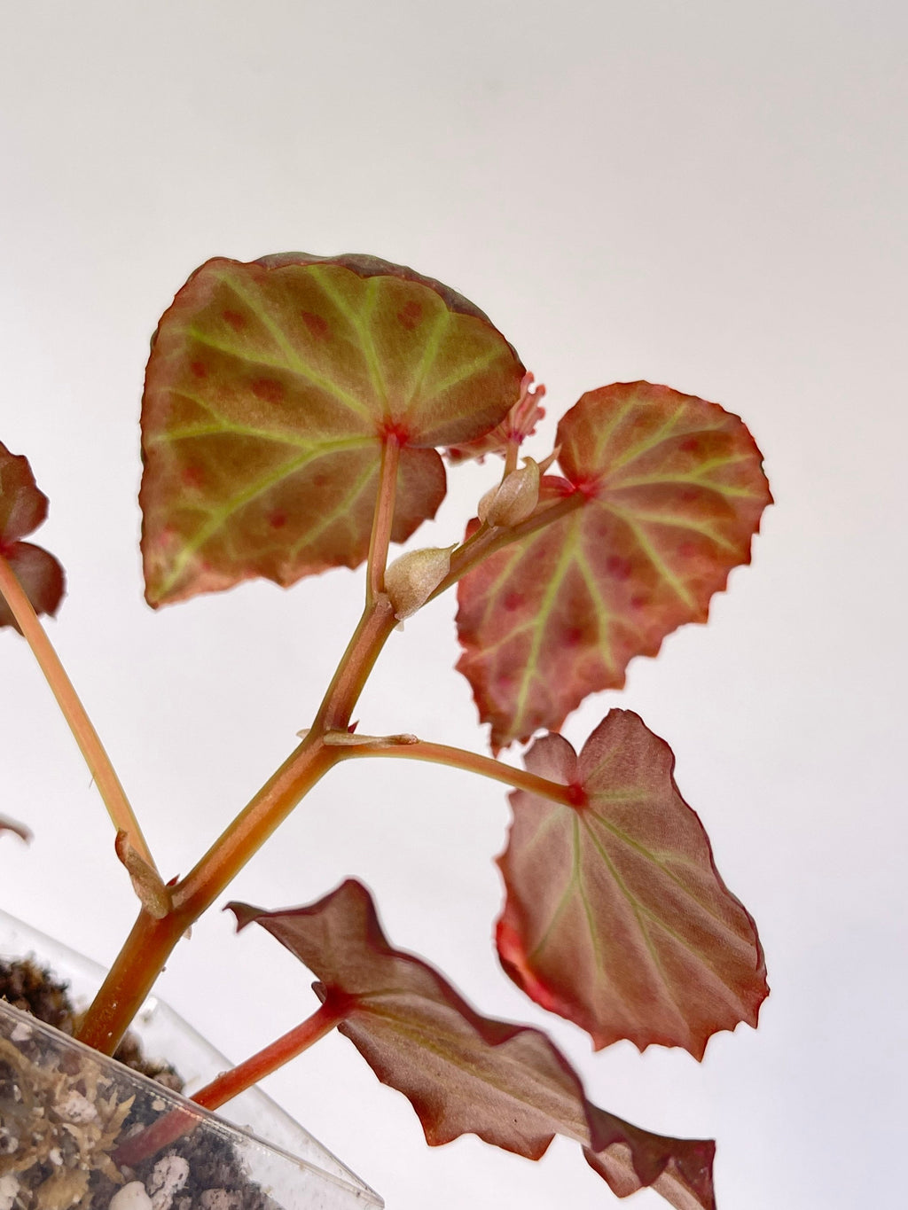 Begonia Botanicaz 16