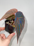 Begonia Botanicaz 60 V.1