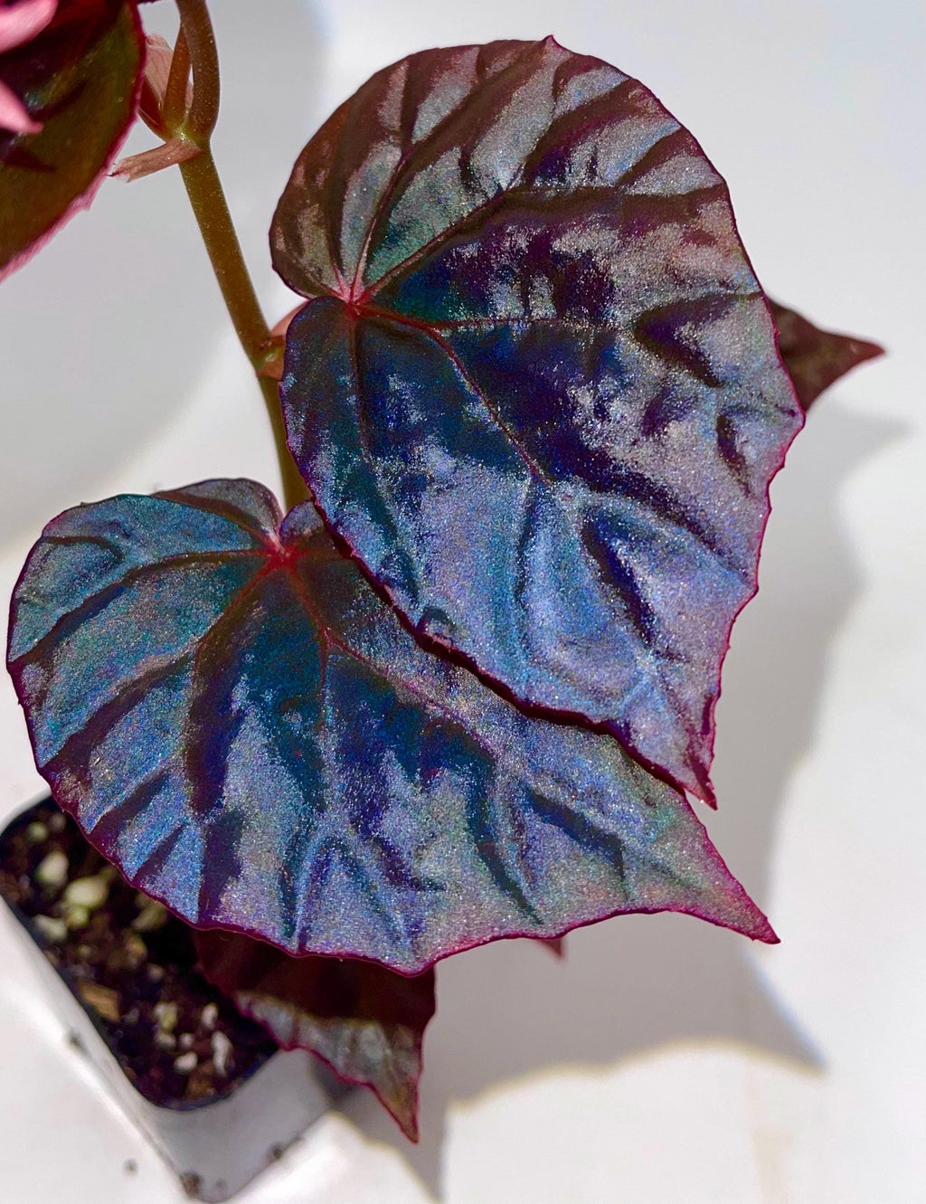Begonia Botanicaz 101 V.2