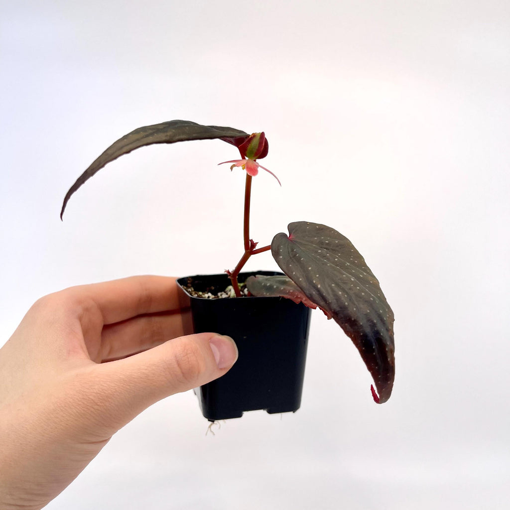 Begonia Botanicaz 212