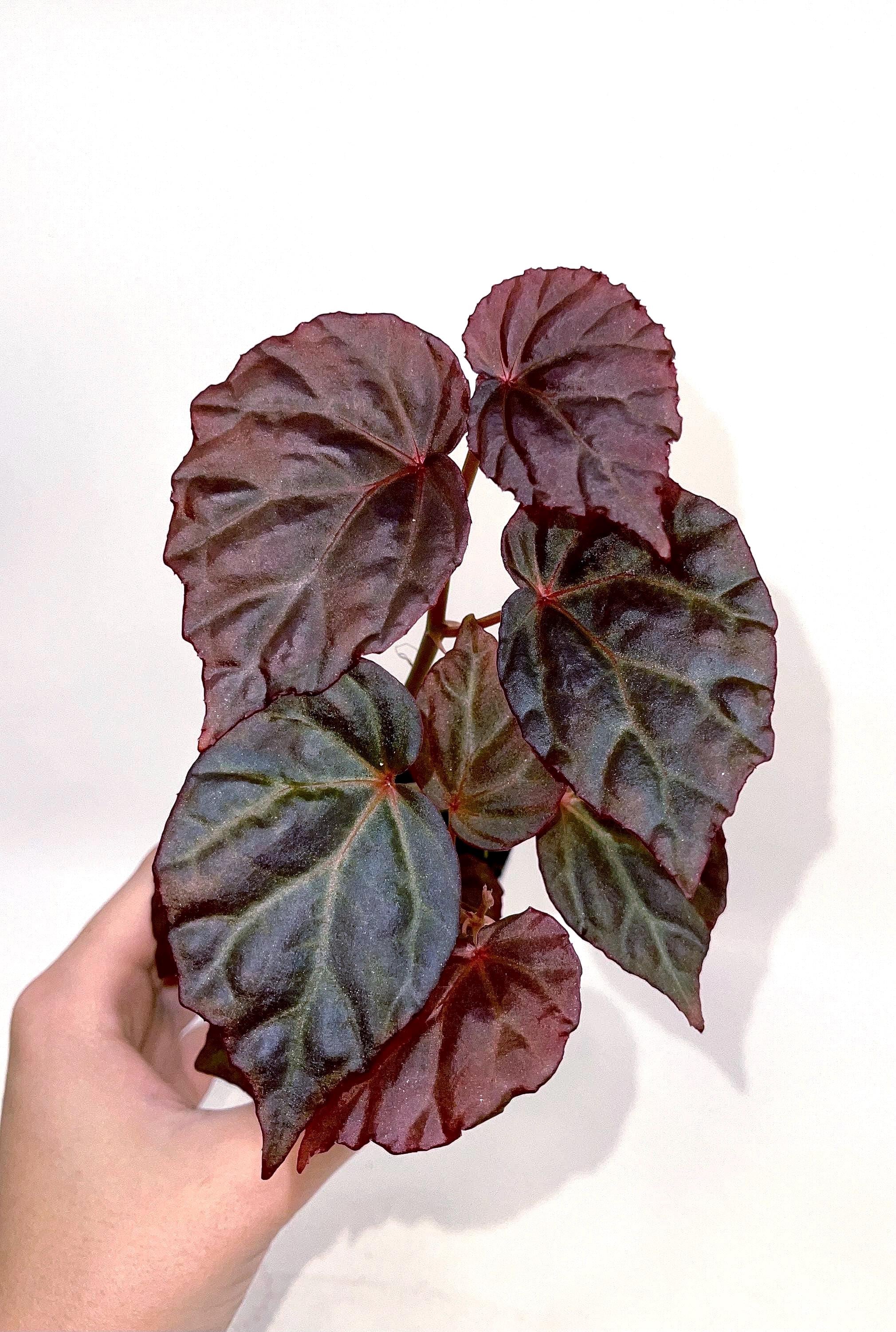 Begonia Botanicaz 101 V.2