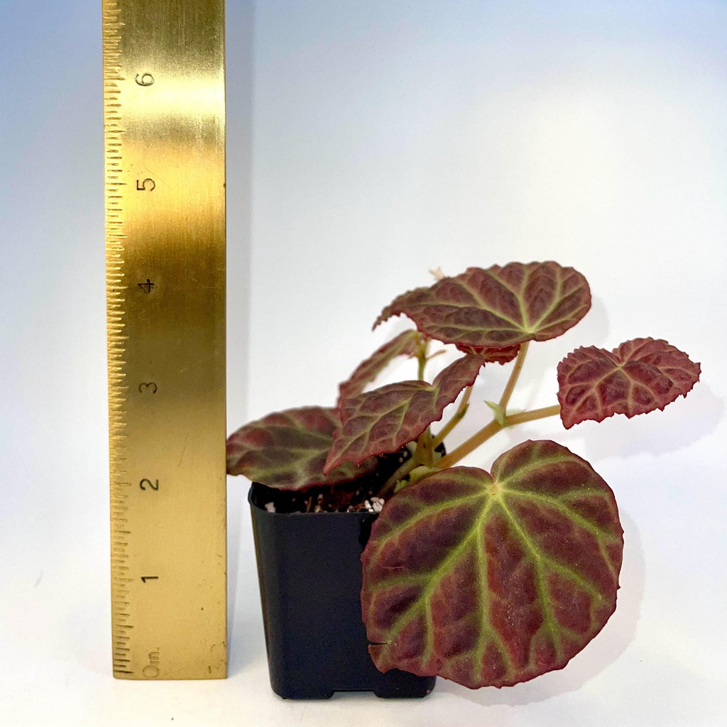 Begonia Botanicaz 35