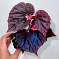 Begonia Botanicaz 101 V.2