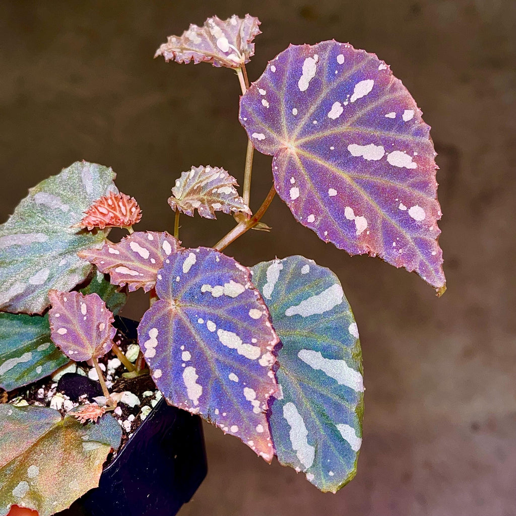 Begonia Botanicaz 34