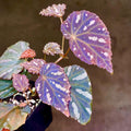Begonia Botanicaz 34