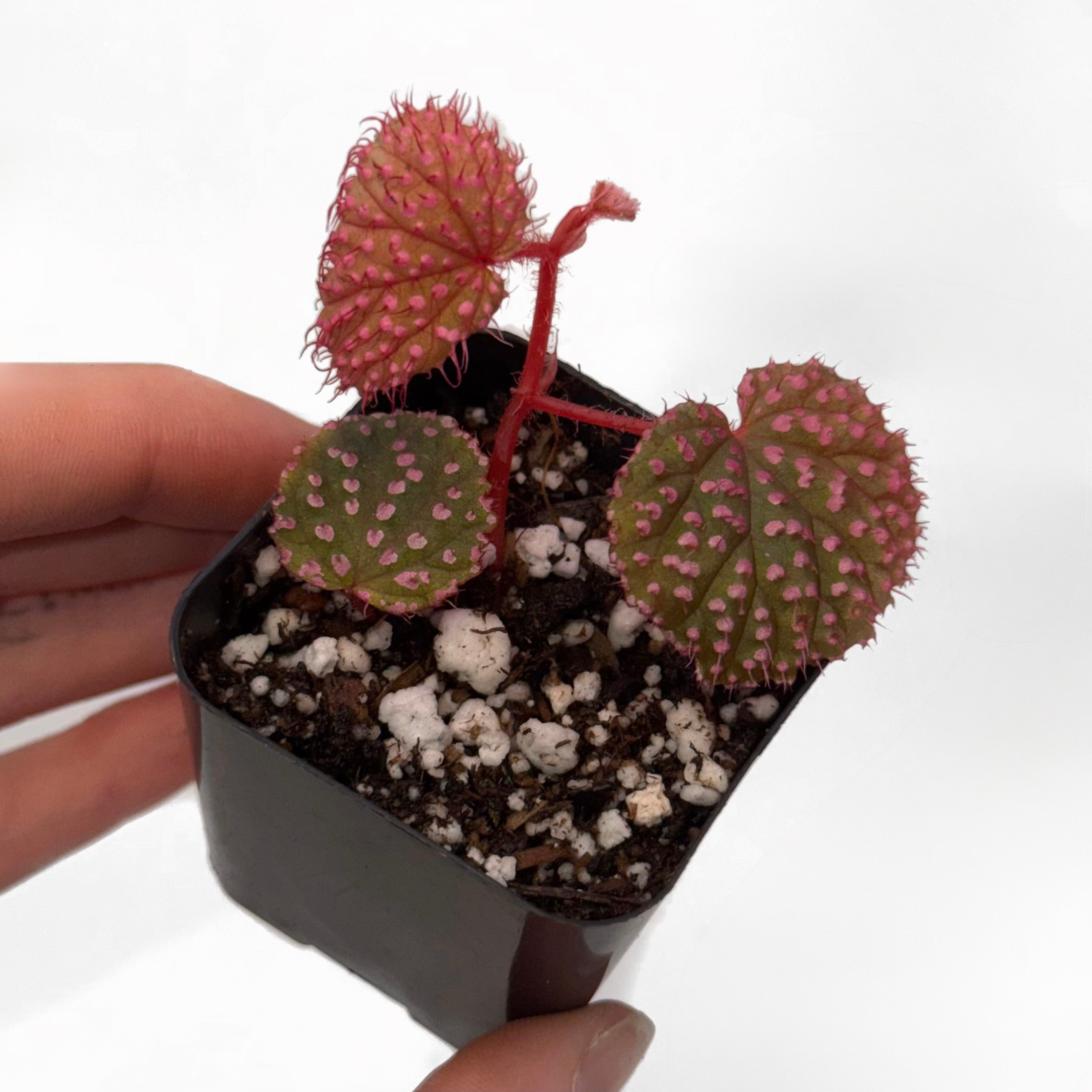 ROOTED CUTTING-Begonia Botanicaz 7 ‘Pink Urchin’