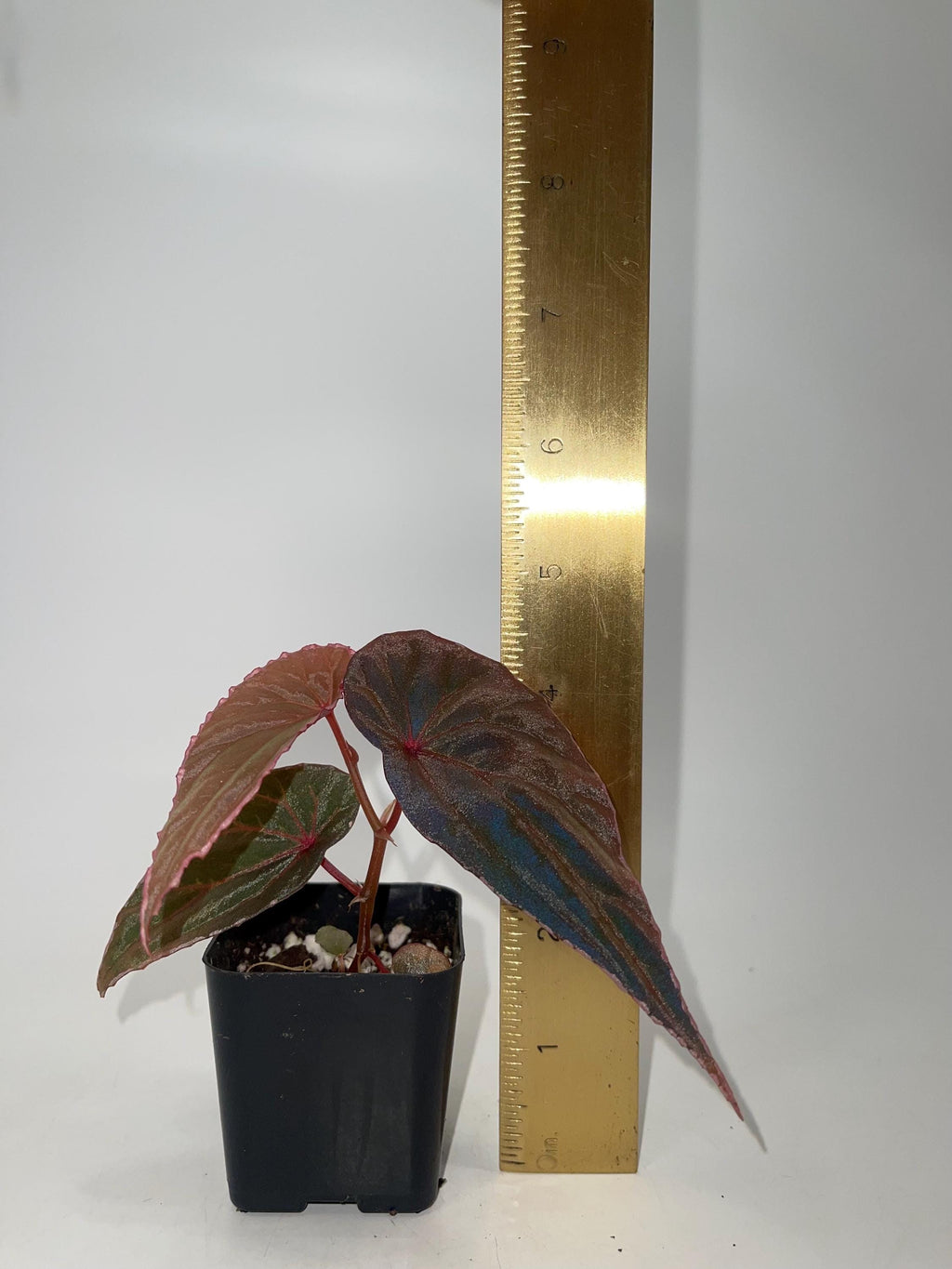 Begonia Botanicaz 60 V.1