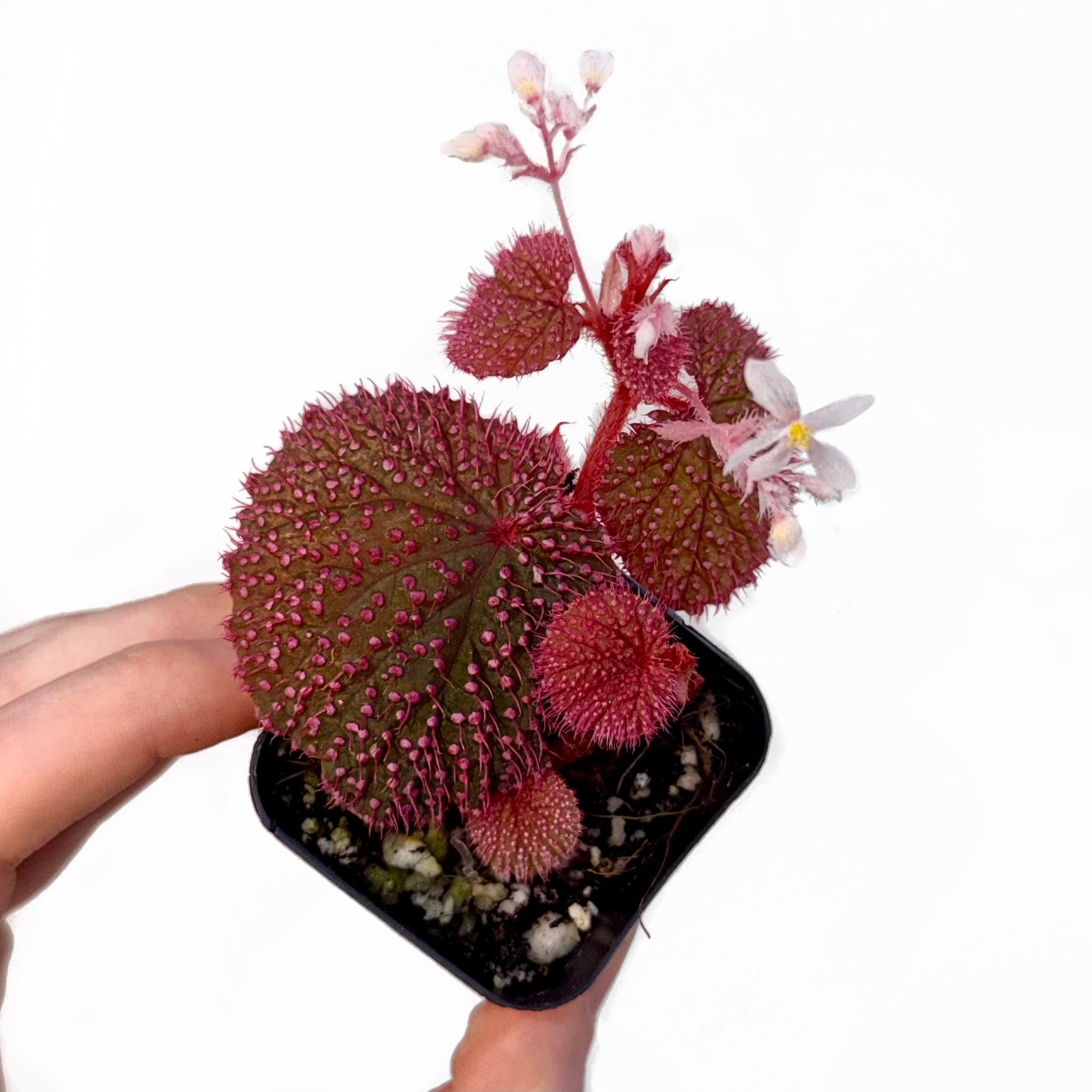 MEDIUM Begonia Botanicaz 7 ‘Pink Urchin’