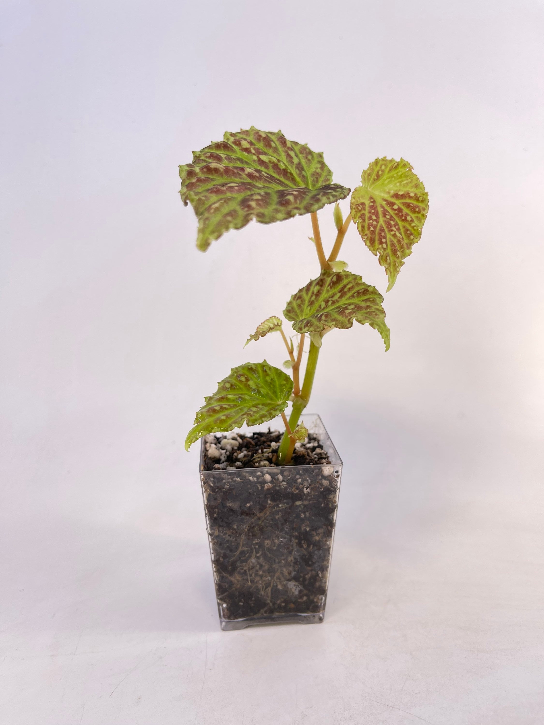Begonia Botanicaz 48