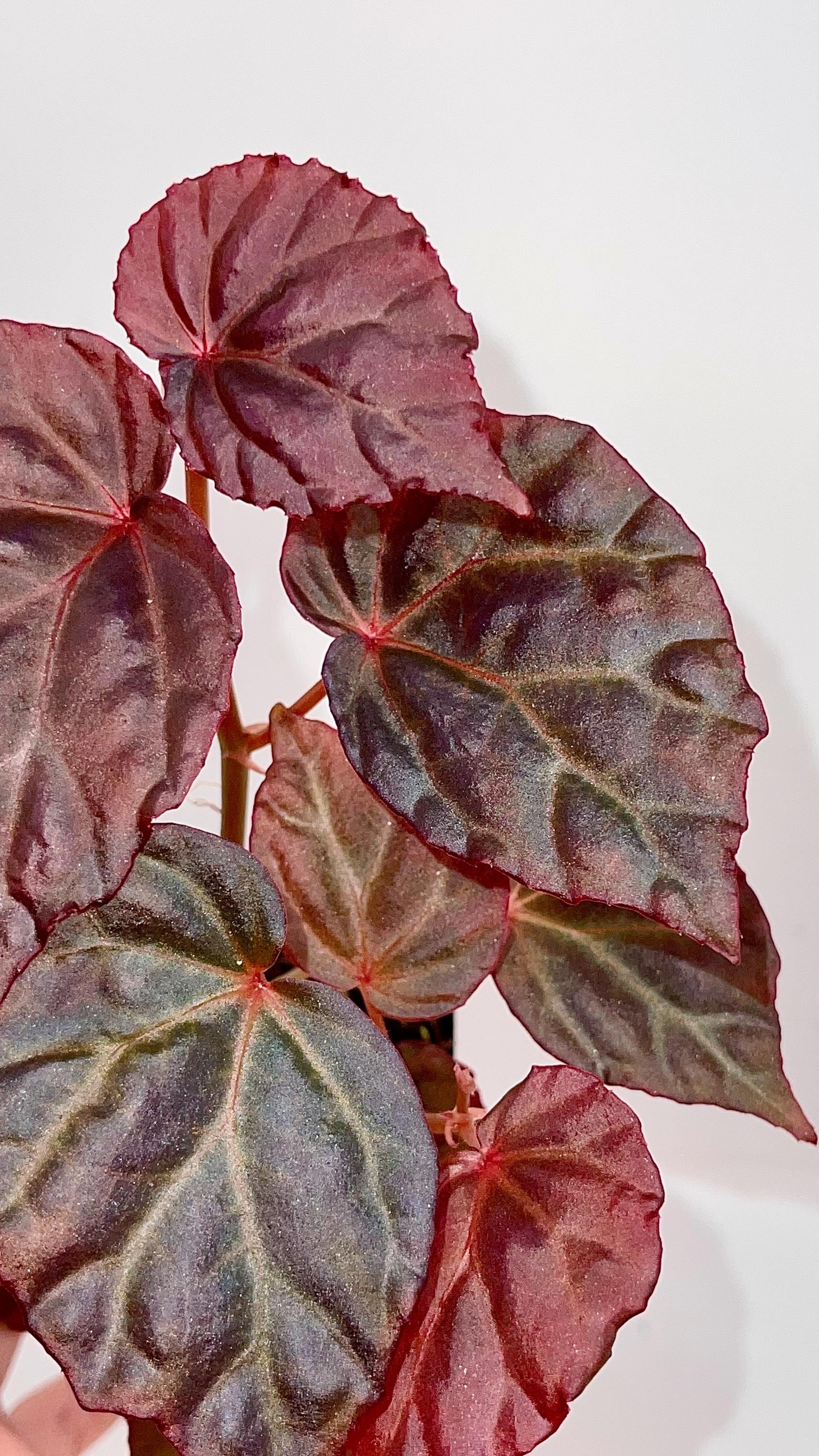 Begonia Botanicaz 101 V.2