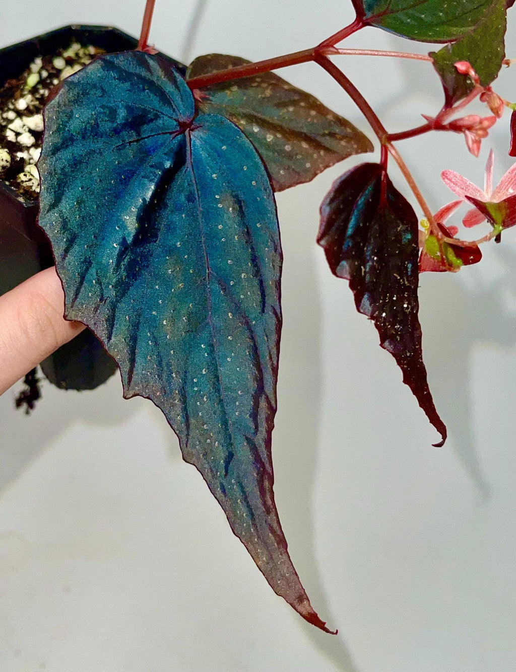 Begonia Botanicaz 212