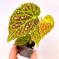 Begonia Botanicaz 48