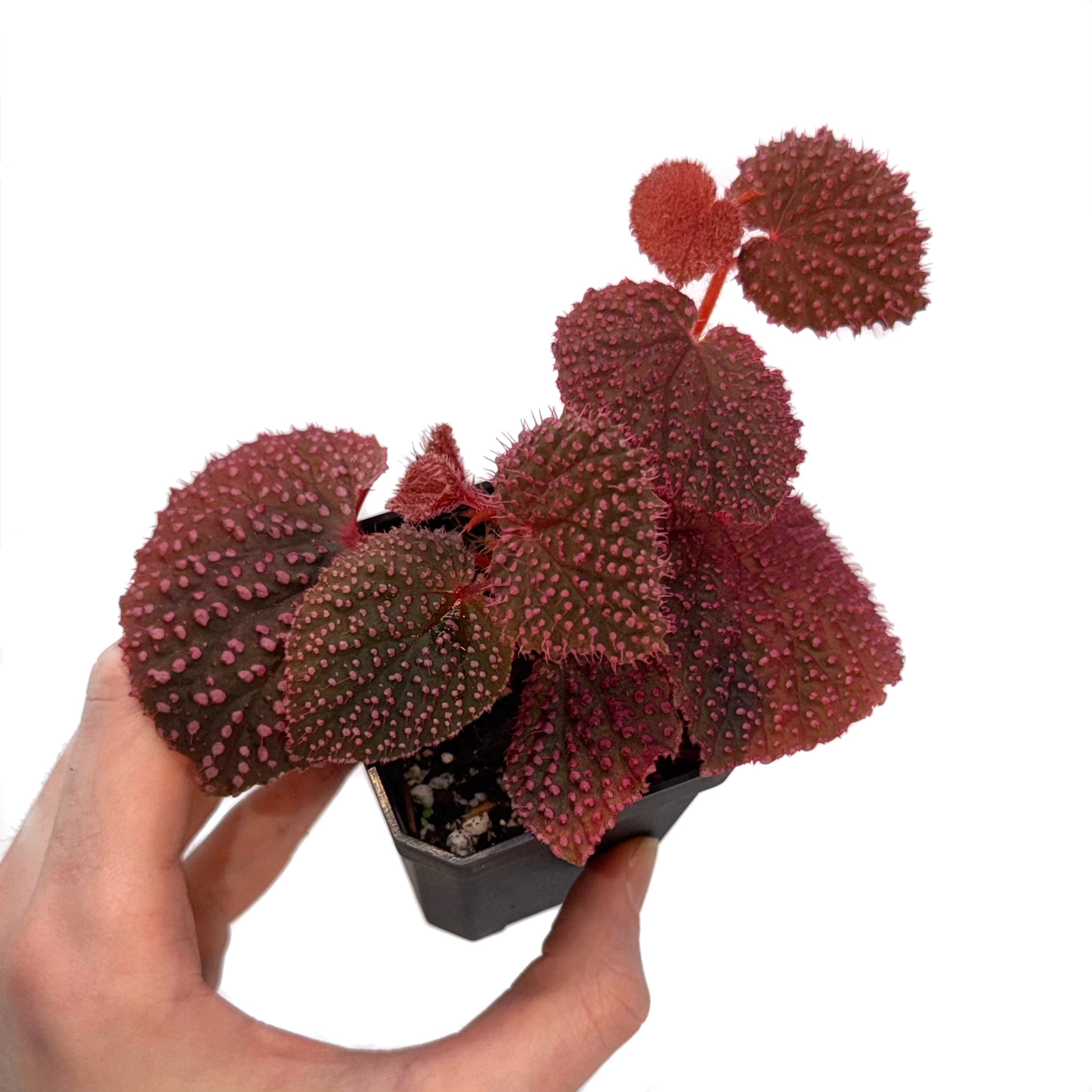 LARGE Begonia Botanicaz 7 ‘Pink Urchin’