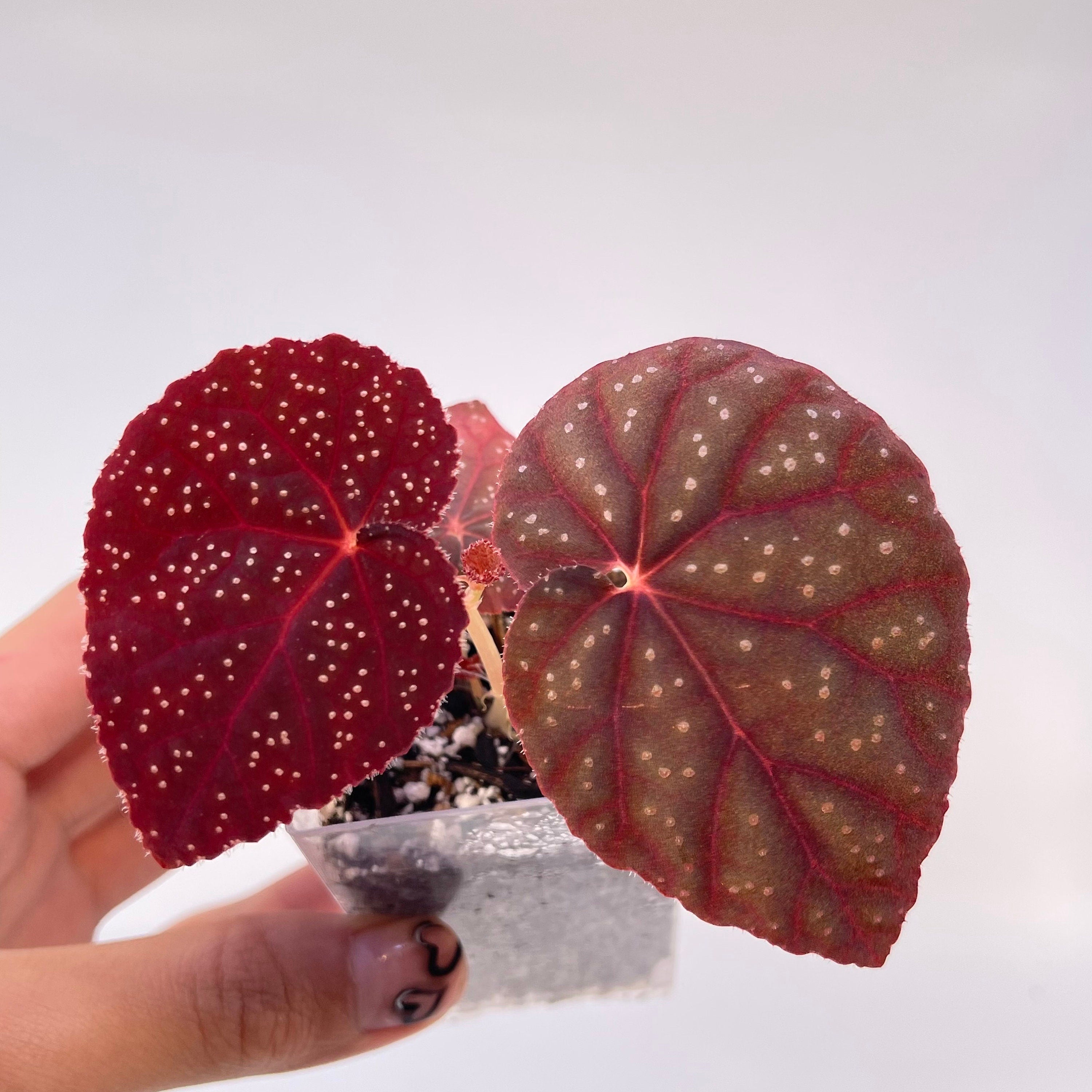 Begonia Botanicaz 45 V.1 (Small) (Can acclimate to house conditions)