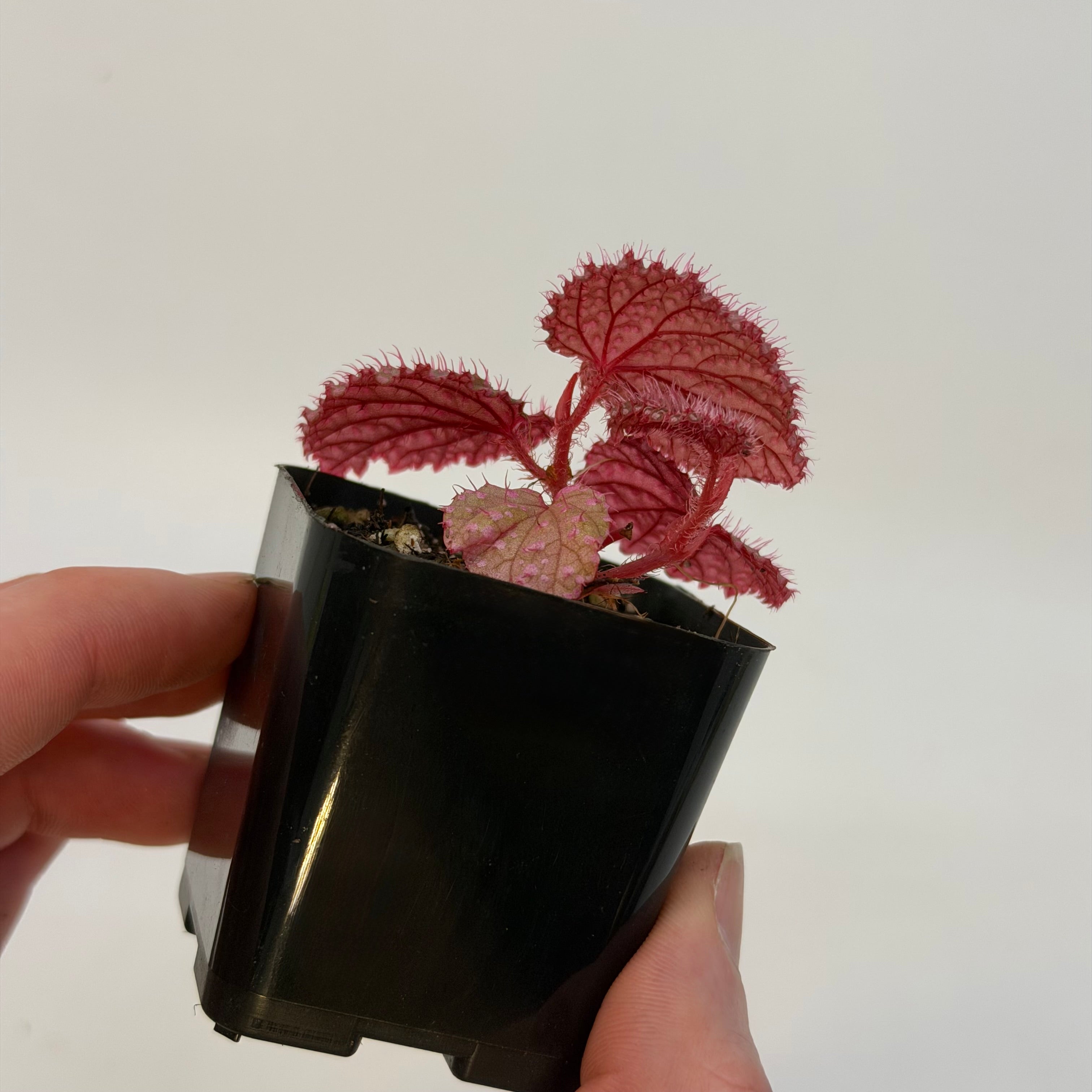 SMALL Begonia Botanicaz 7 ‘Pink Urchin’