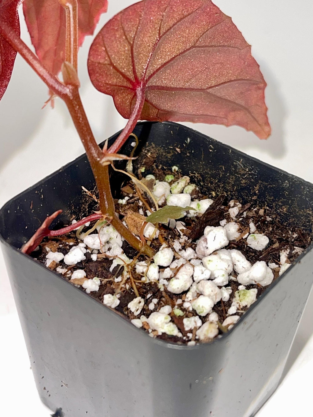 Begonia Botanicaz 60 V.1