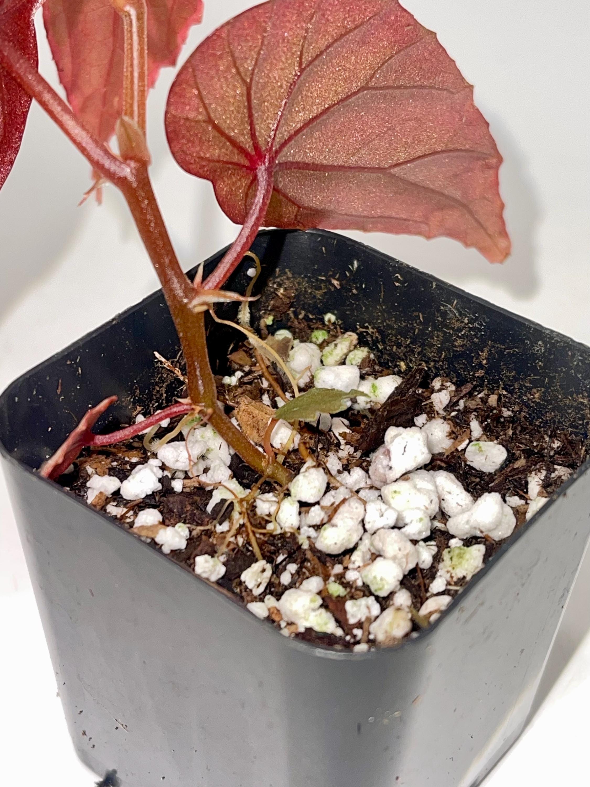 Begonia Botanicaz 60 V.1