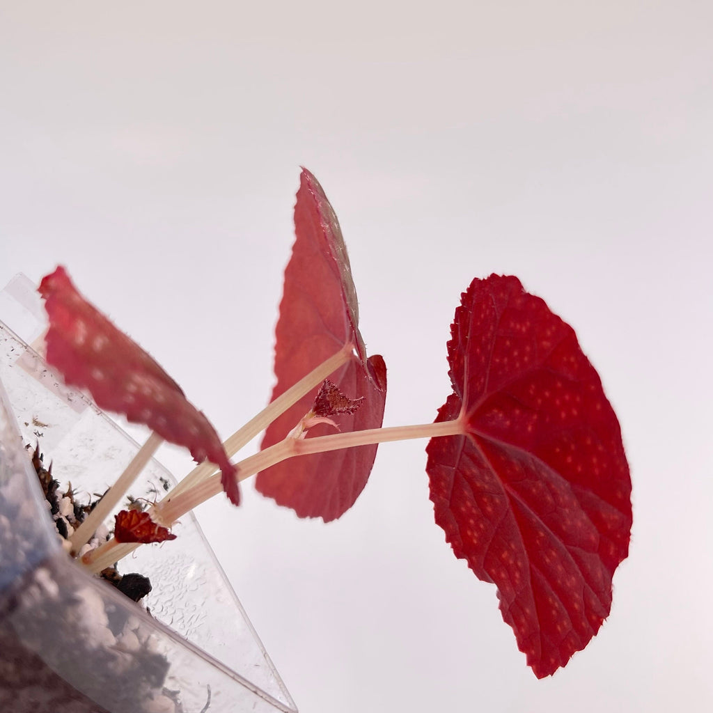 Begonia Botanicaz 45 V.1 (Small) (Can acclimate to house conditions)