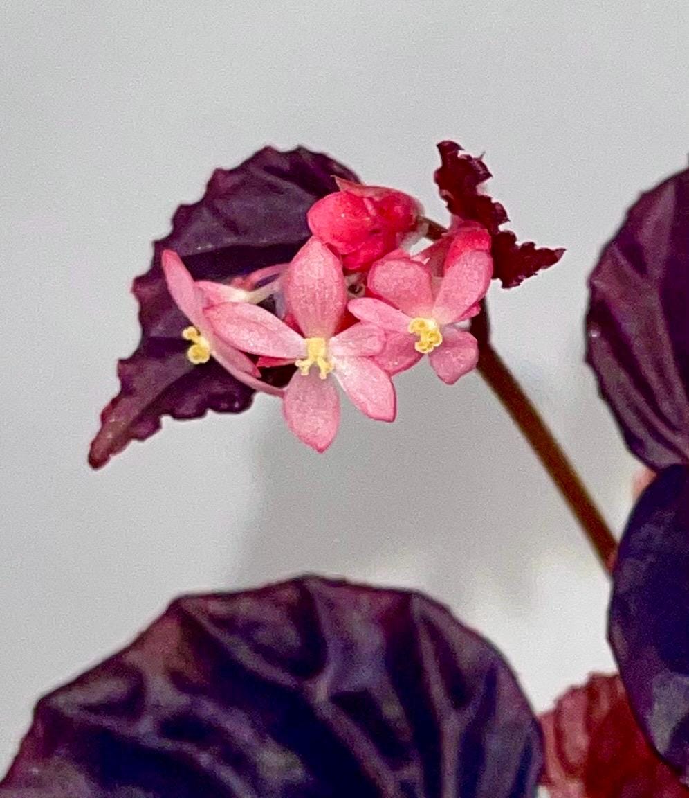 Begonia Botanicaz 101 V.2