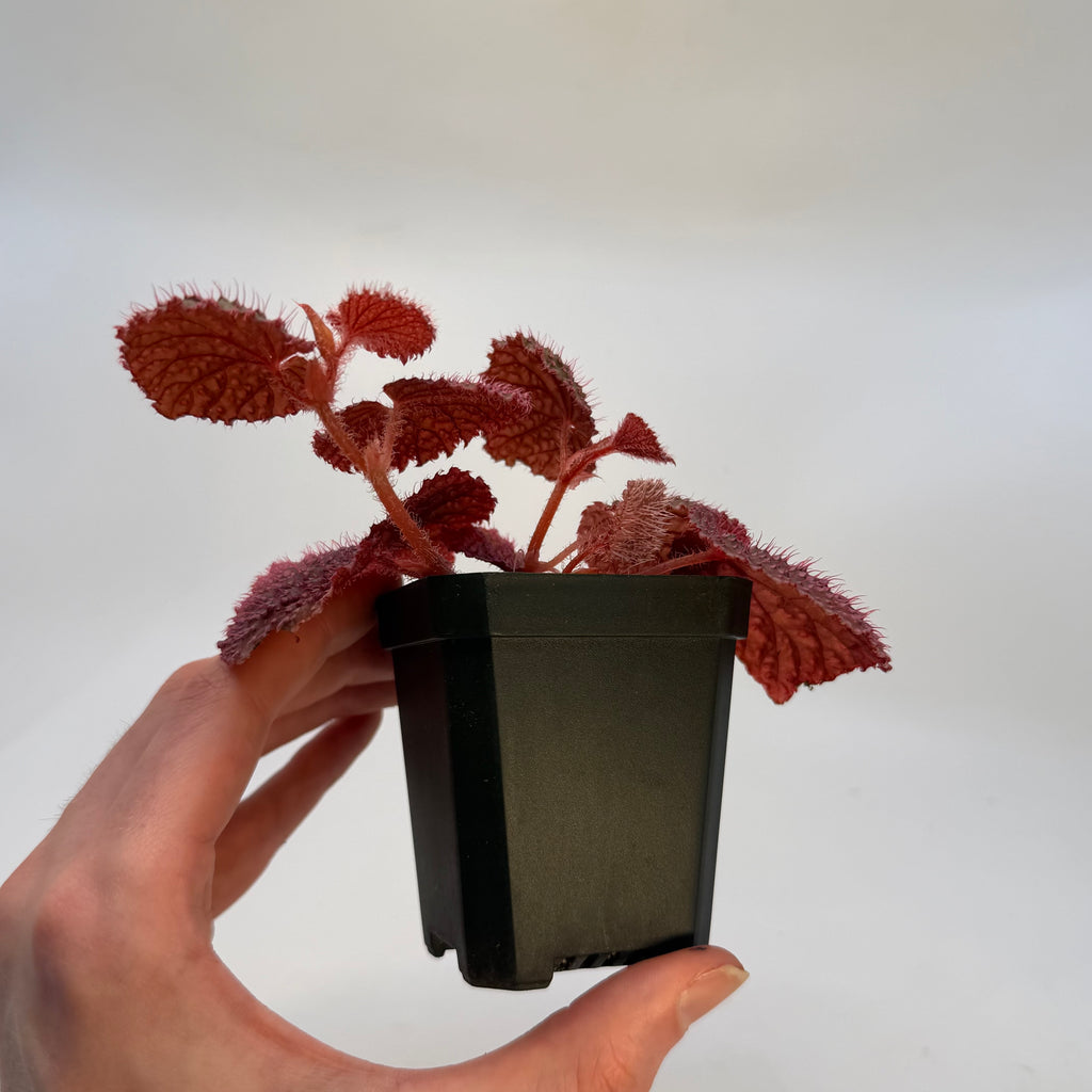 LARGE Begonia Botanicaz 7 ‘Pink Urchin’