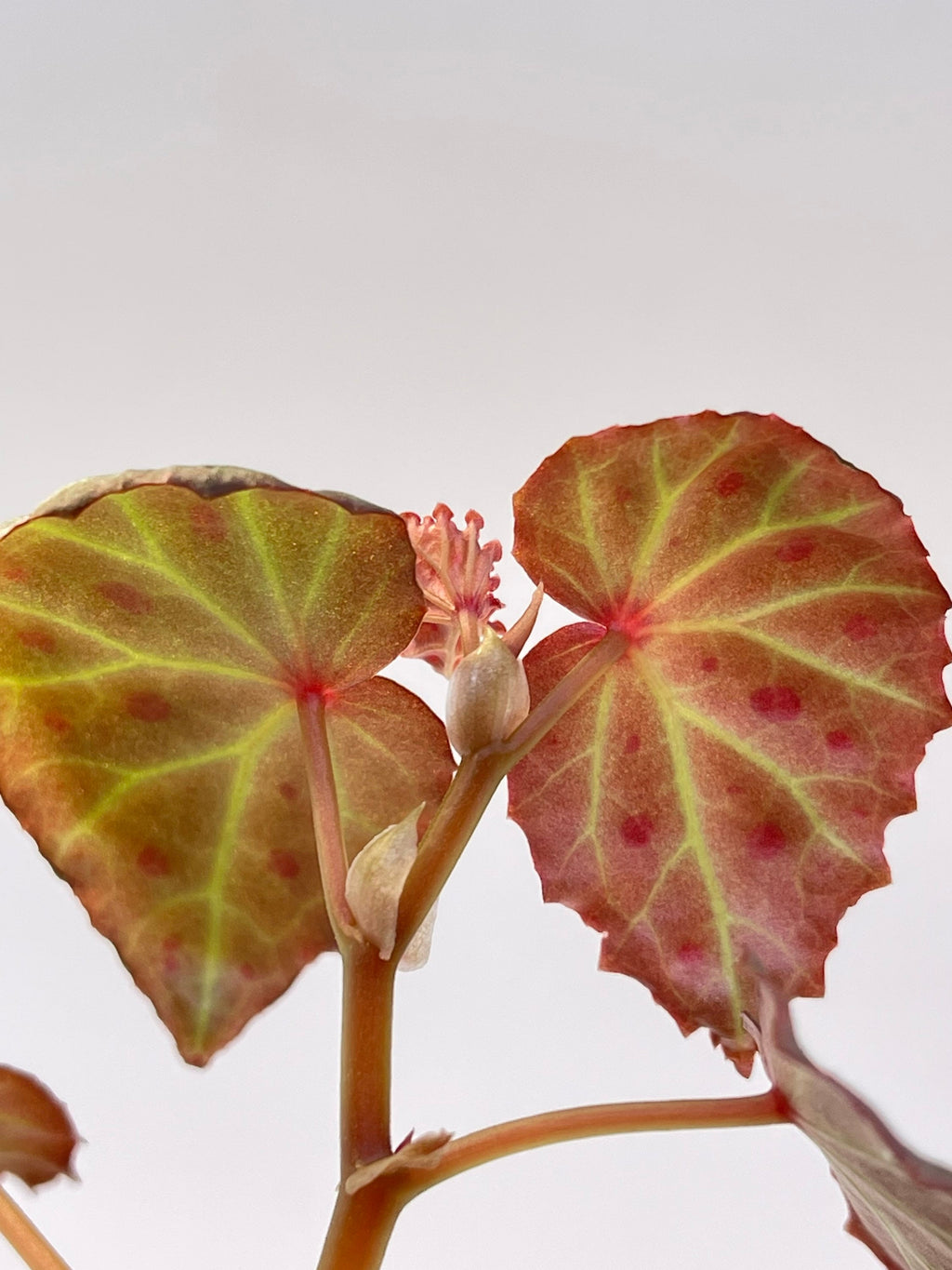 Begonia Botanicaz 16