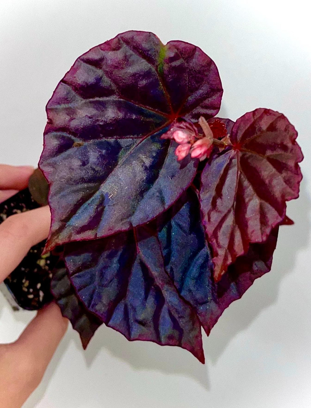 Begonia Botanicaz 101 V.2