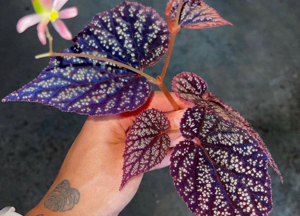Botanicaz – BOTANICAZ