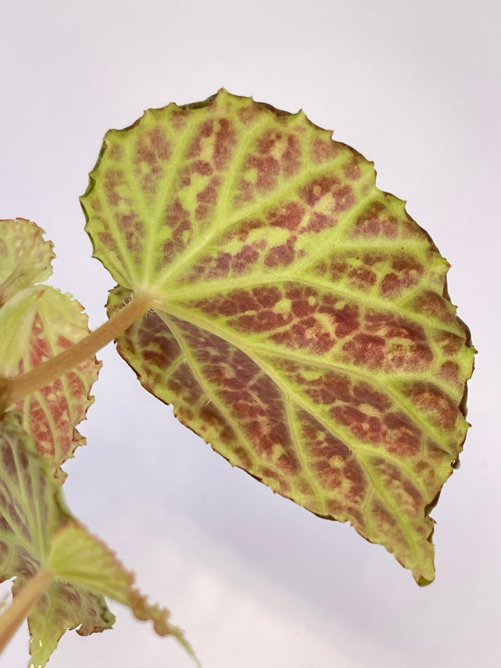 Begonia Botanicaz 48
