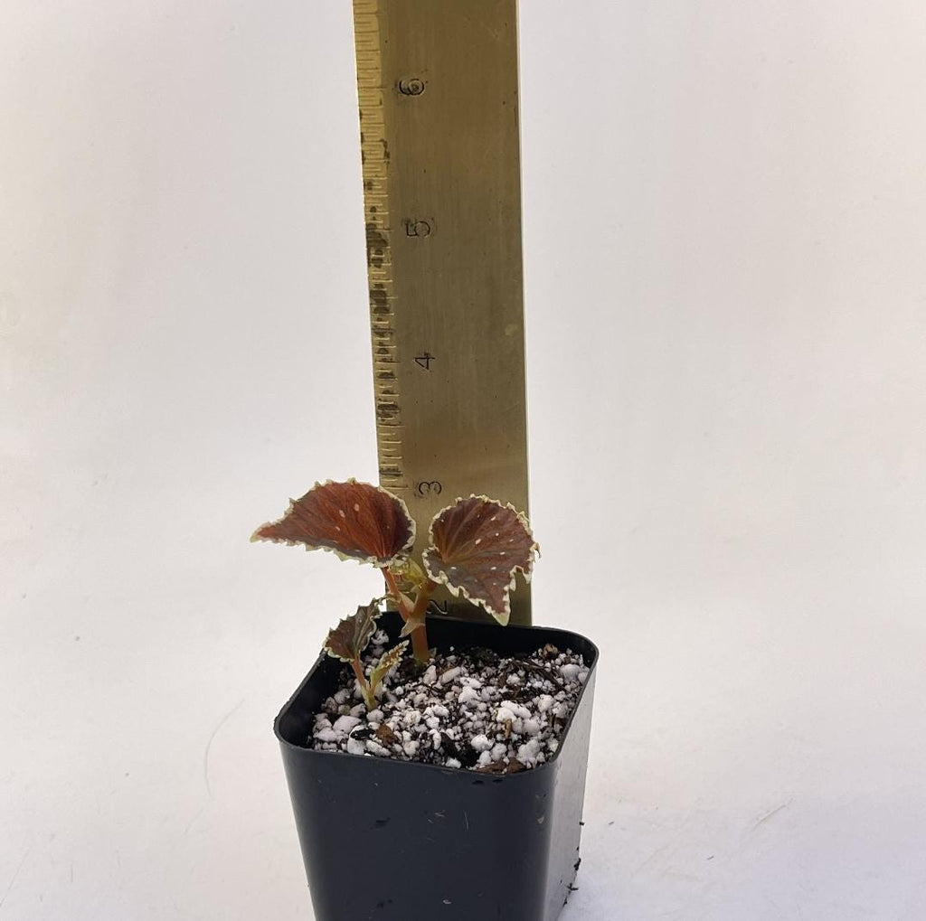 Begonia Botanicaz 56 V.3