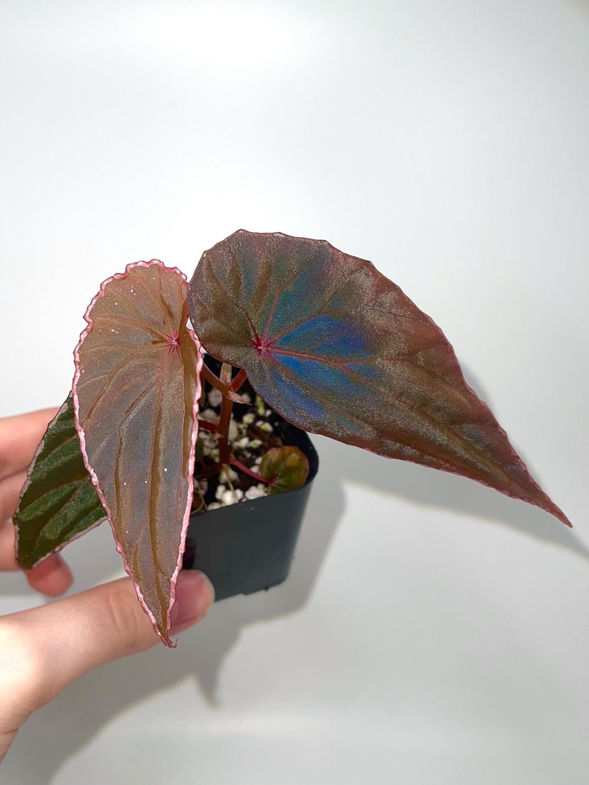 Begonia Botanicaz 60 V.1