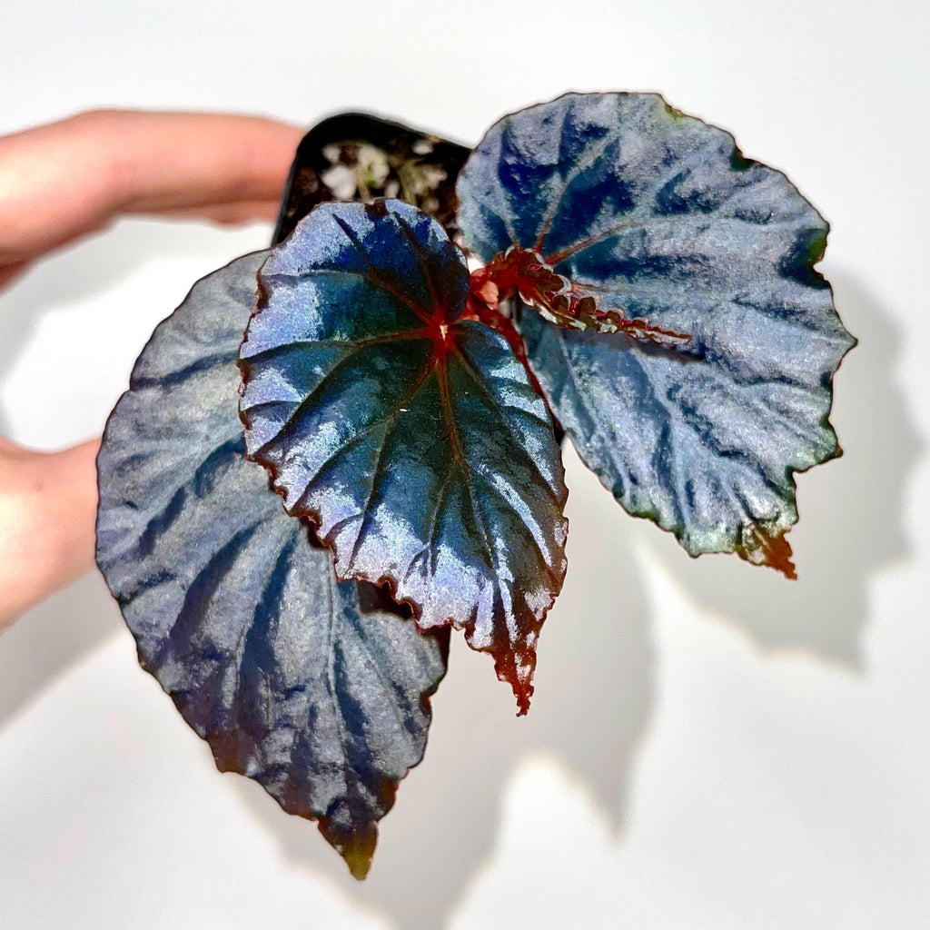 Begonia Botanicaz 151 V.2 (Can acclimate to house conditions)