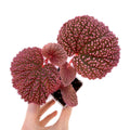 LARGE Begonia Botanicaz 7 ‘Pink Urchin’