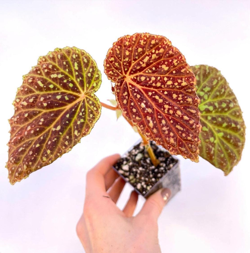 Begonia Botanicaz 48