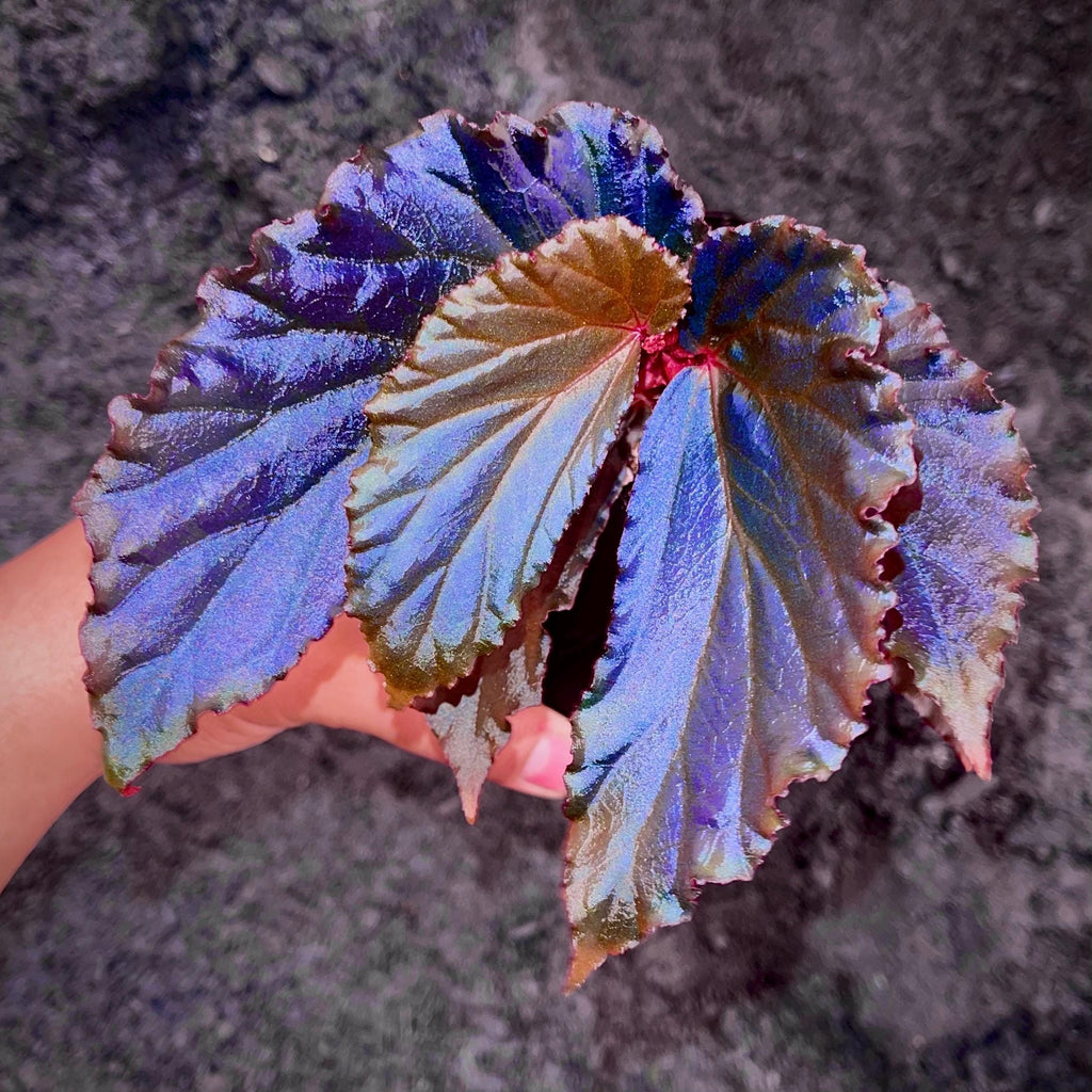 Begonia Botanicaz 109 V.1