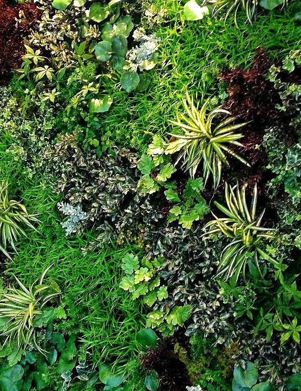 One FREE per item purchased ONE Variety Plant (Imperfect)