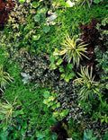 Mystery BUNCH (value 2000)