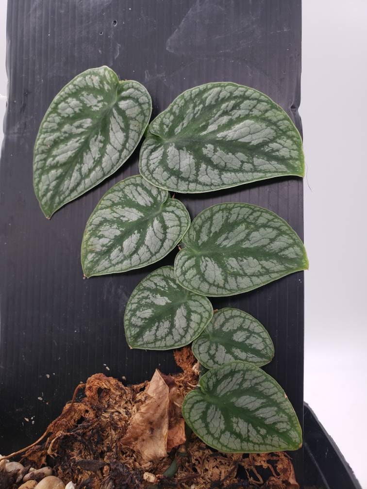 Monstera Dubia CUTTING (Can acclimate to house conditions)