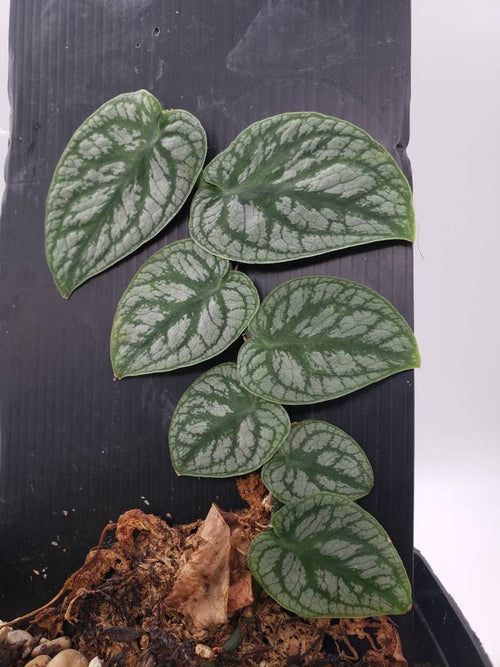 Monstera Dubia CUTTING (Can acclimate to house conditions)