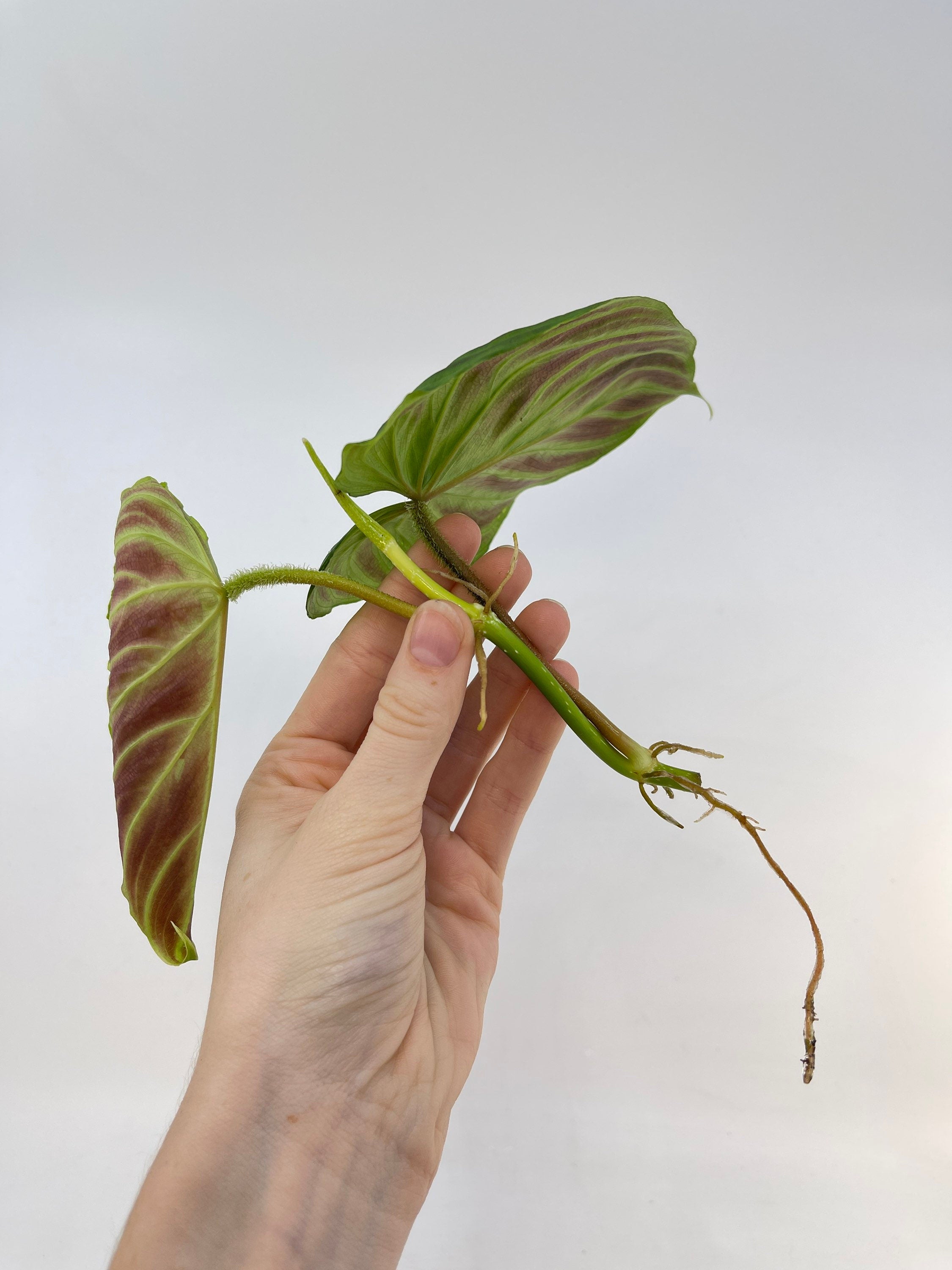 One FREE Per Item Purchased TOP CUTTING Philodendron verrucosum (Can acclimate to house conditions)