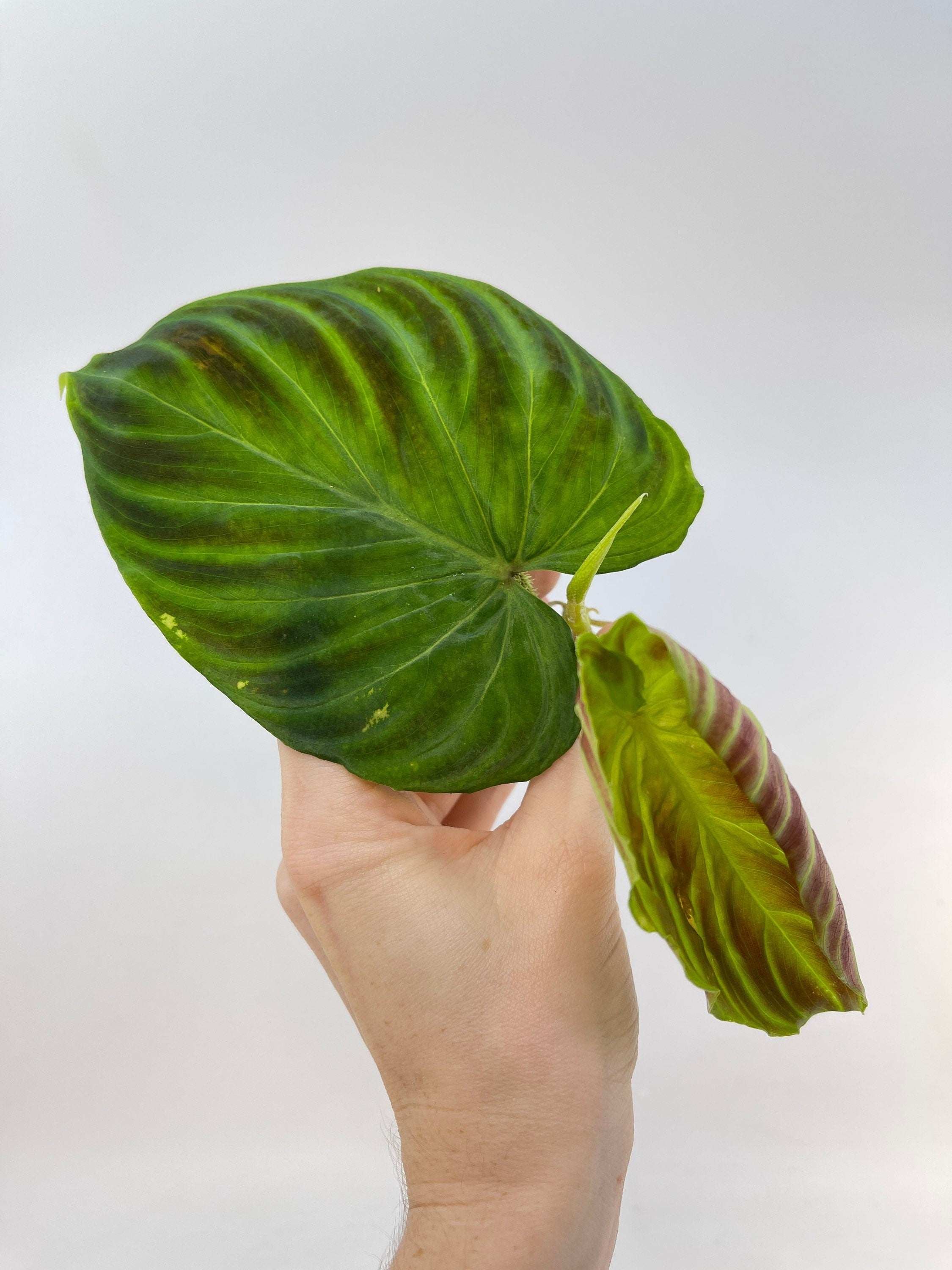 One FREE Per Item Purchased TOP CUTTING Philodendron verrucosum (Can acclimate to house conditions)