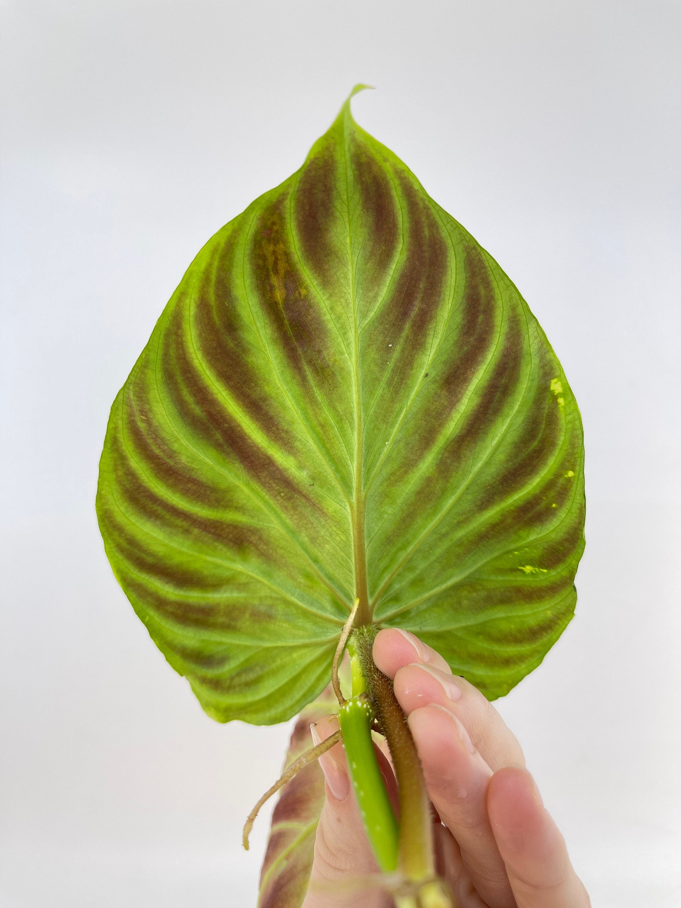 One FREE Per Item Purchased TOP CUTTING Philodendron verrucosum (Can acclimate to house conditions)