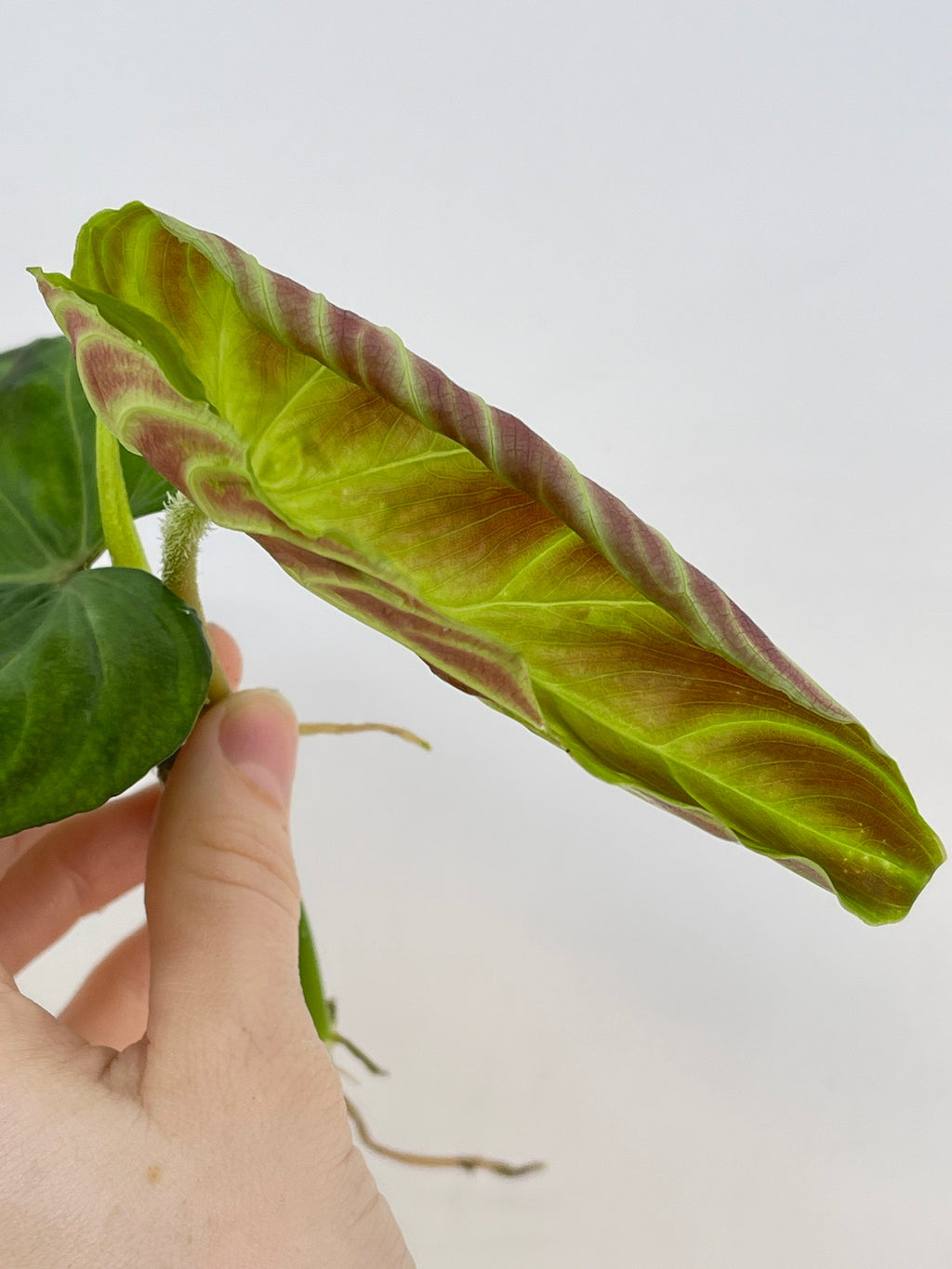 TOP CUTTING Philodendron verrucosum (Can acclimate to house conditions)