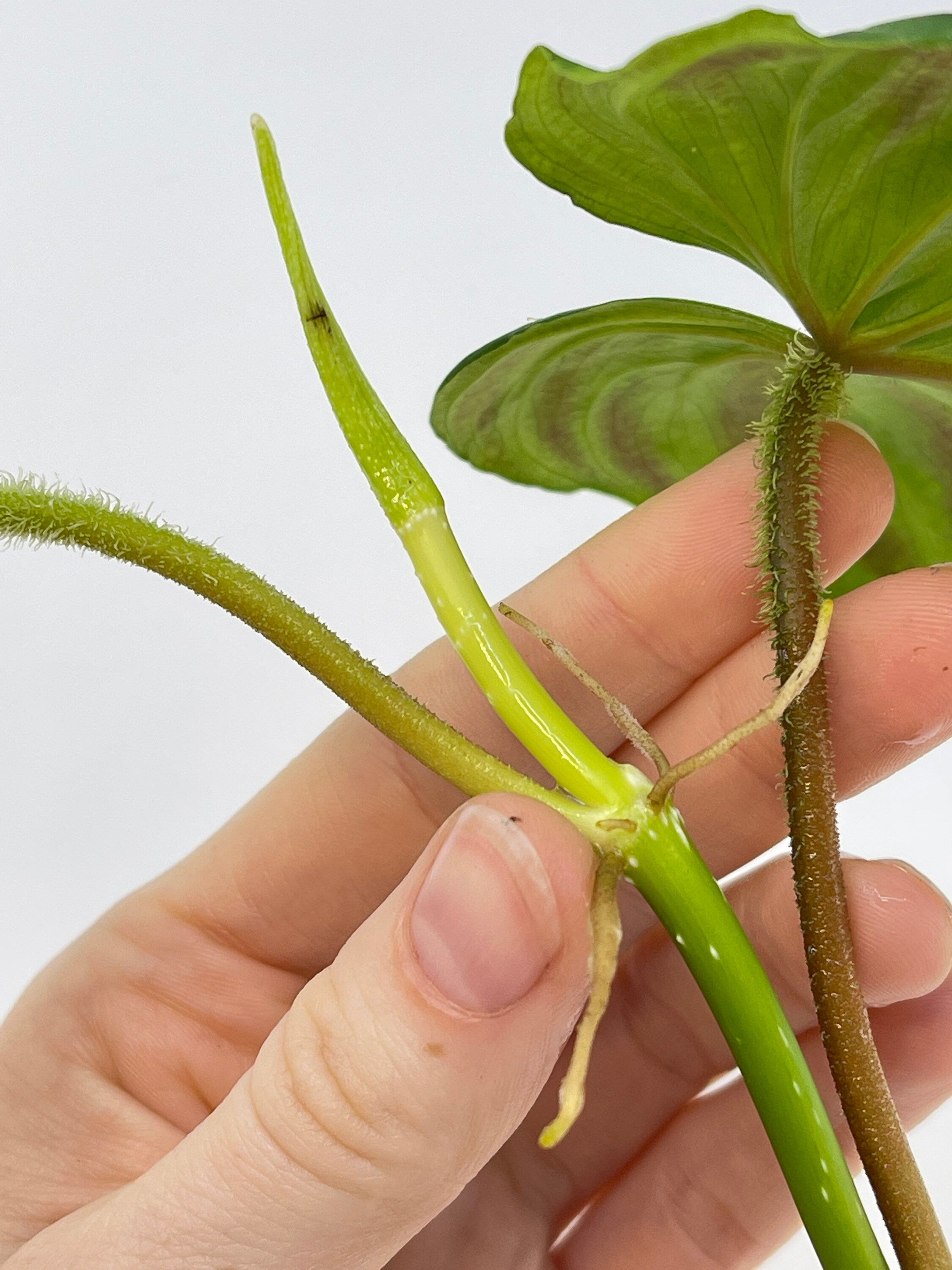 TOP CUTTING Philodendron verrucosum (Can acclimate to house conditions)