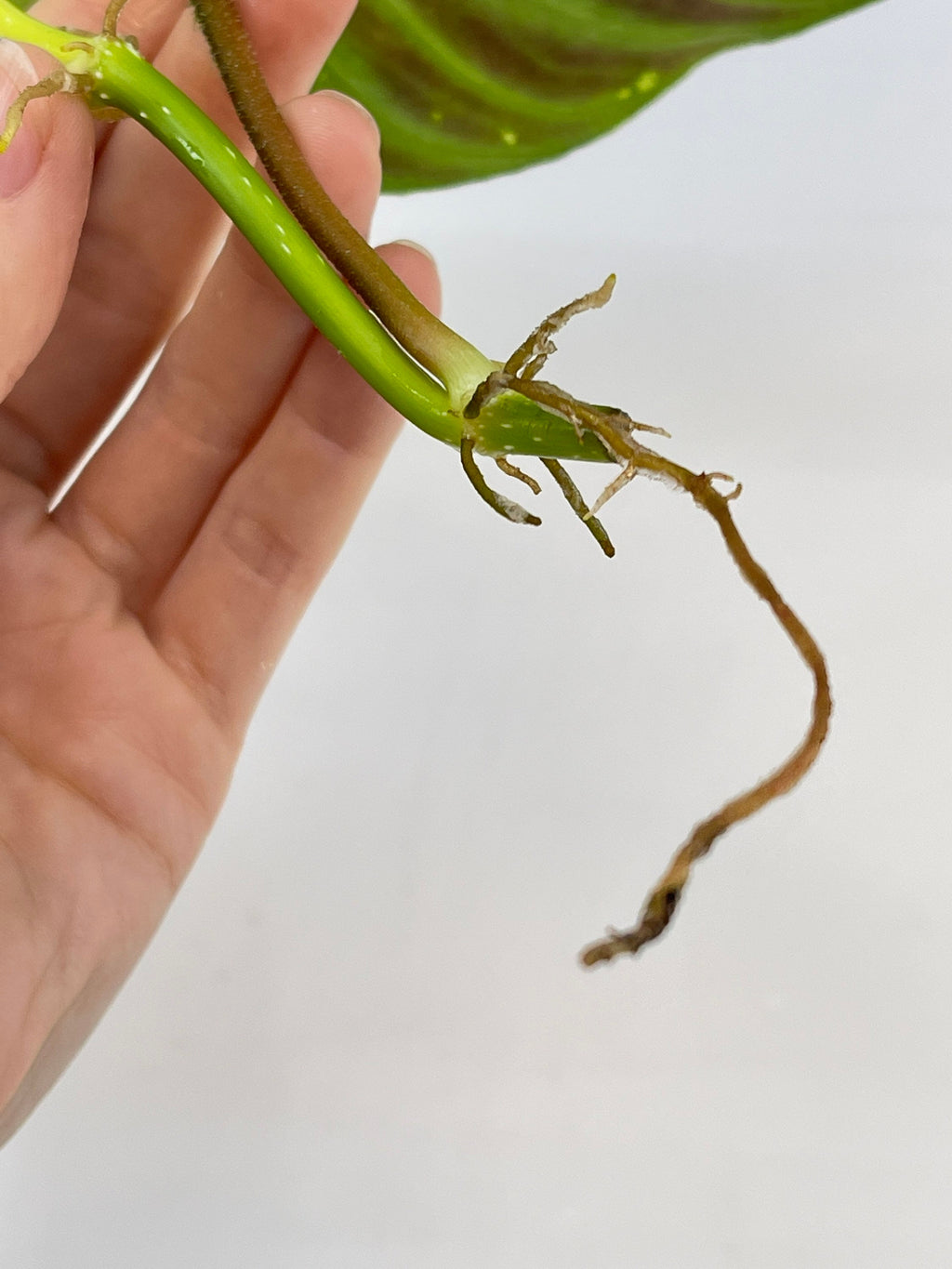 TOP CUTTING Philodendron verrucosum (Can acclimate to house conditions)
