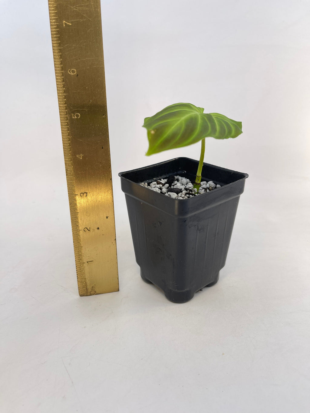 Philodendron sp. verrucosum (Can acclimate to house conditions)