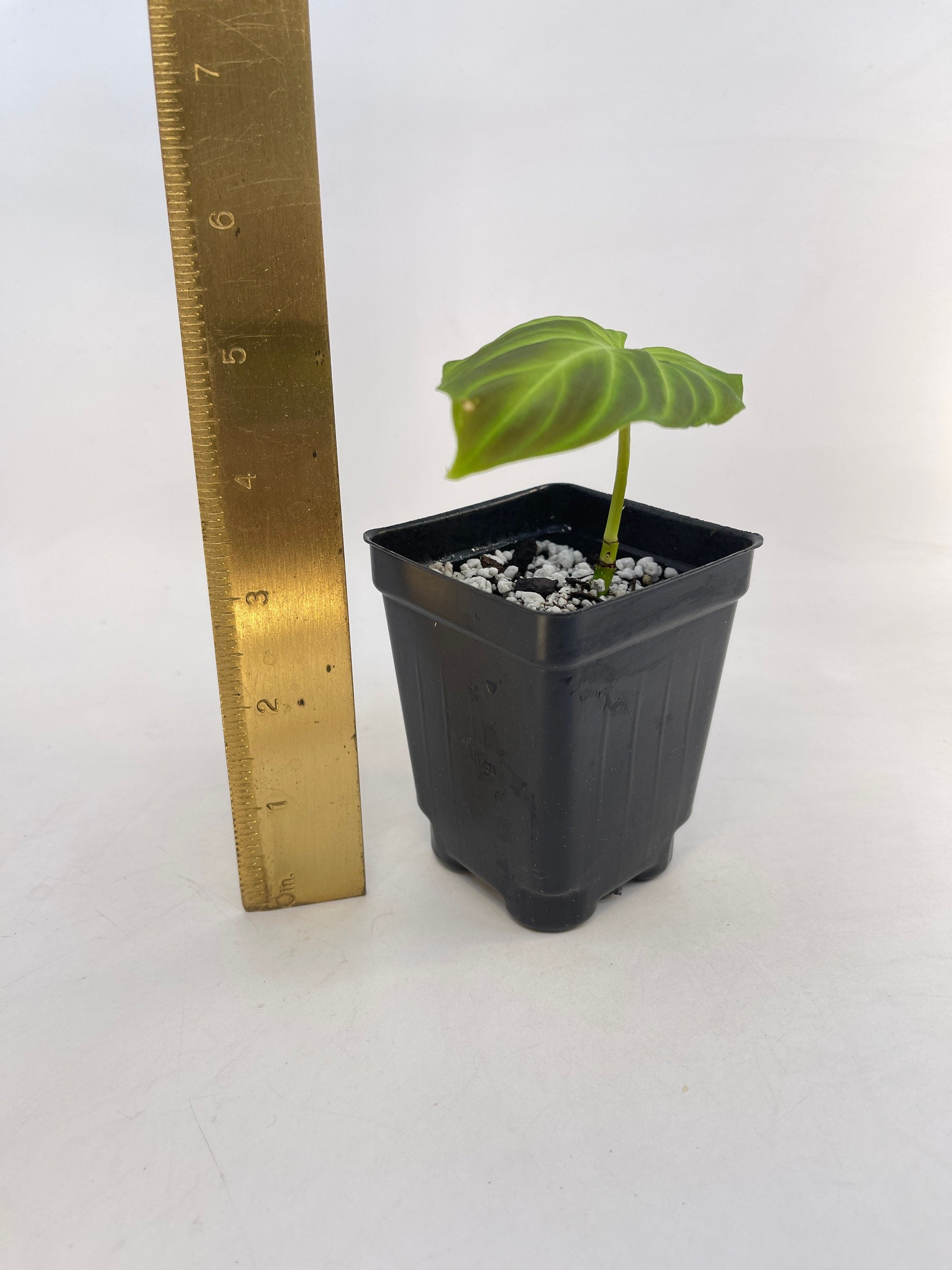 Philodendron sp. verrucosum (Can acclimate to house conditions)